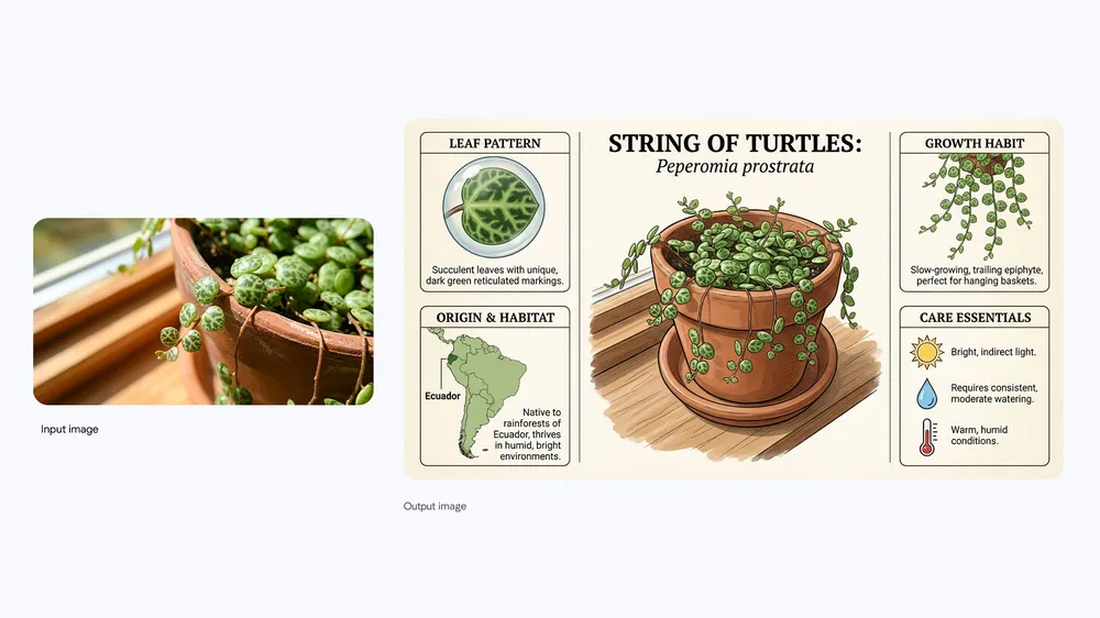 Official Nano Banana Pro String of Turtles plant infographic generated from a reference photo